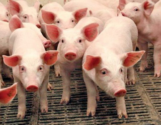 Обсяги забою свиней у І кварталі скоротилися на 10%